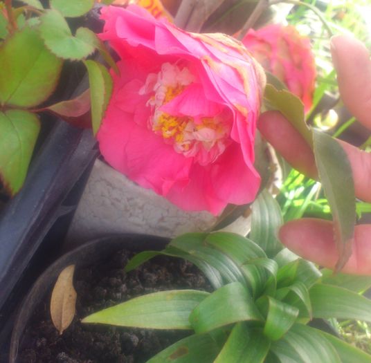 8-9apr2016 - Camellia