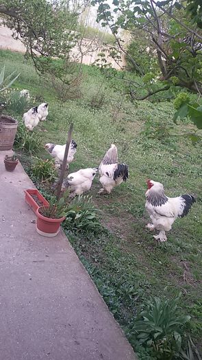 20160409_192230 - Brahma herminat deschis