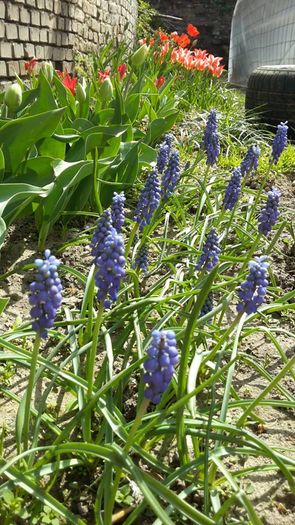 muscari