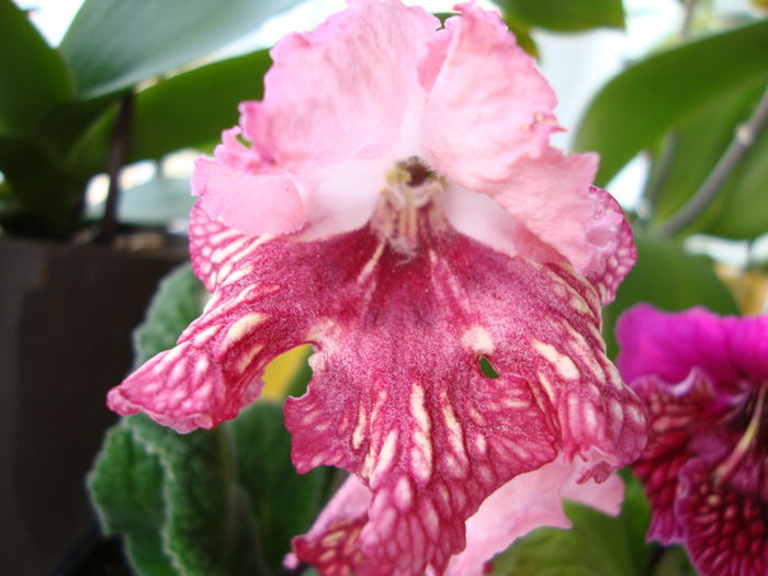 DSC08936 - Streptocarpus 2016