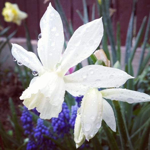 Thalia - 2016 aprilie