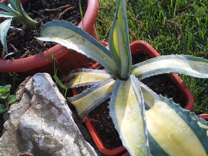 agava americana mediopicta aurea - agave colectie proprie