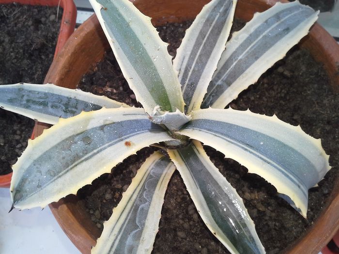 agava cordillerensis cv marginata