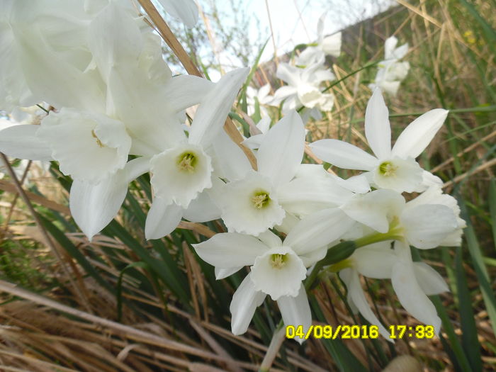 narcise Thalia parfumate - Narcise colectie