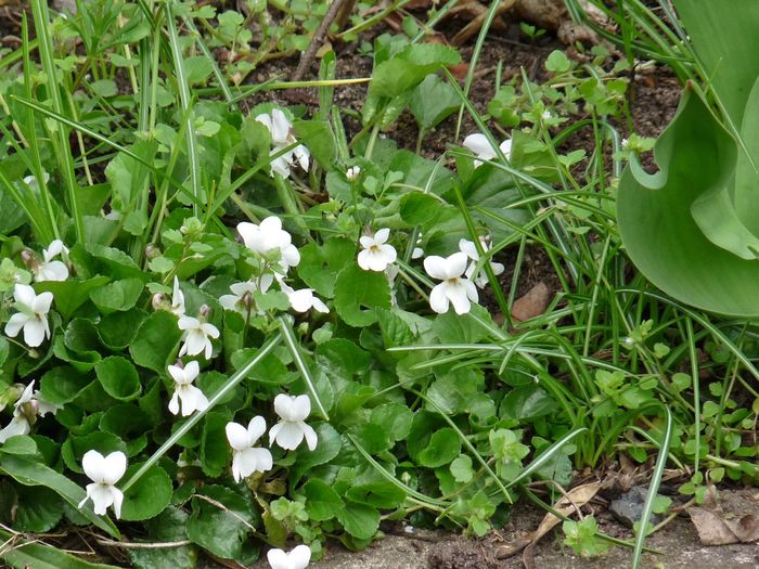 P1790229 - 2016 - 01 - Primavara