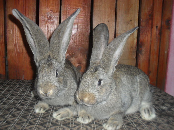 Femele ugri. 8 saptamani