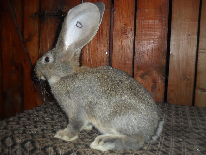 Femele ugri. 8 saptamani