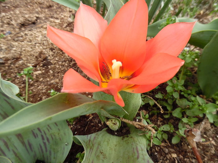 062