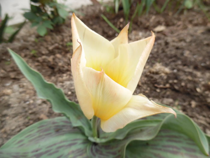 064