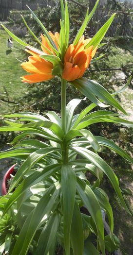 Fritillaria (disparuta)