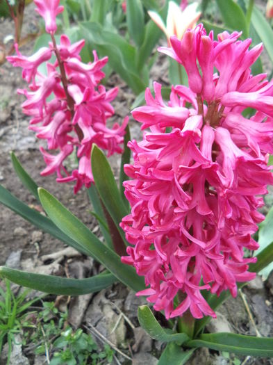 DSC07479 - FLORI DE PRIMAVARA