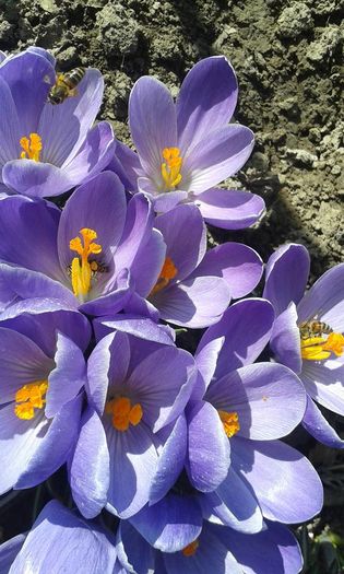 12798883_1651601271772054_1784175250217793354_n