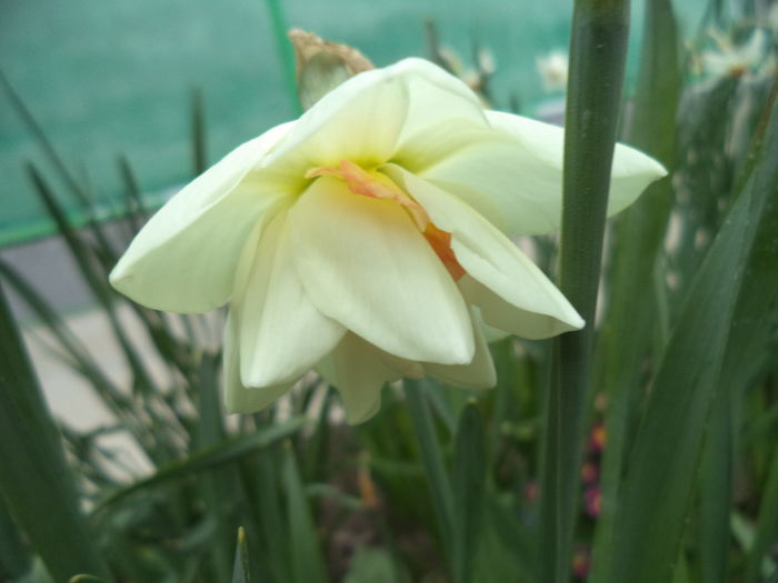 DSC07415 - FLORI DE PRIMAVARA