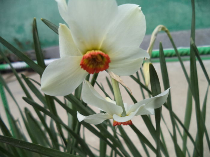 DSC07416 - FLORI DE PRIMAVARA