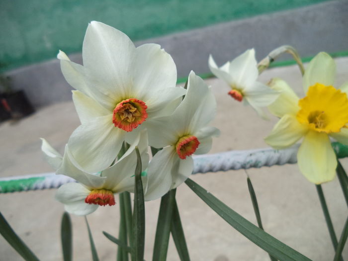 DSC07418 - FLORI DE PRIMAVARA