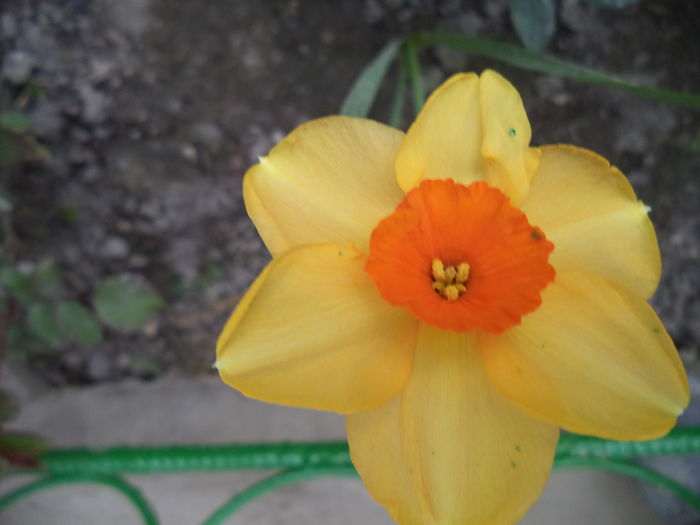 DSC07530 - FLORI DE PRIMAVARA