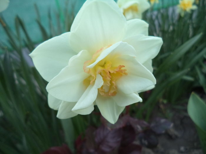 DSC07537 - FLORI DE PRIMAVARA
