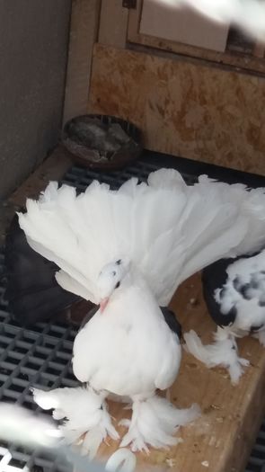 Vandut; Vandut
