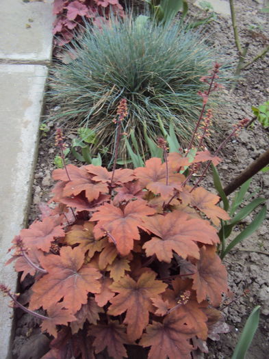 Sweet Tea - 2016 Heuchera