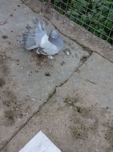 20160409_154549; 50 lei
