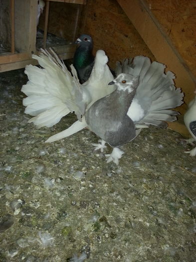 20160409_154119; Fem 2014 70 lei
