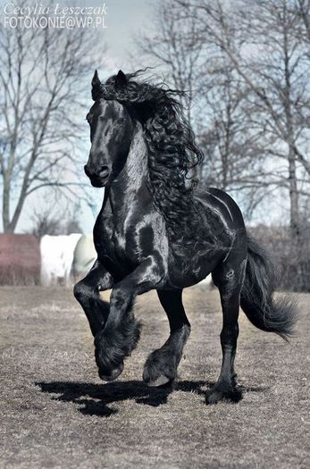 FB_IMG_1460230349752