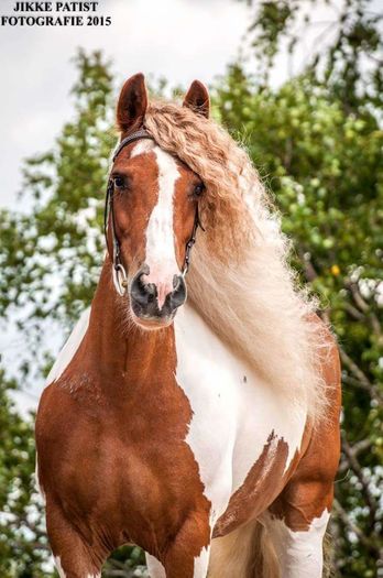 FB_IMG_1460230332444