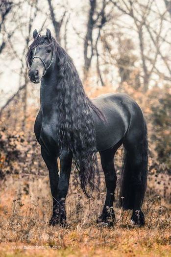 FB_IMG_1460230358728