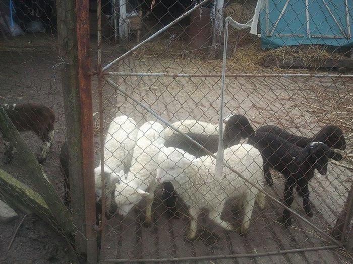 12966512_984026005018222_1810060809_n