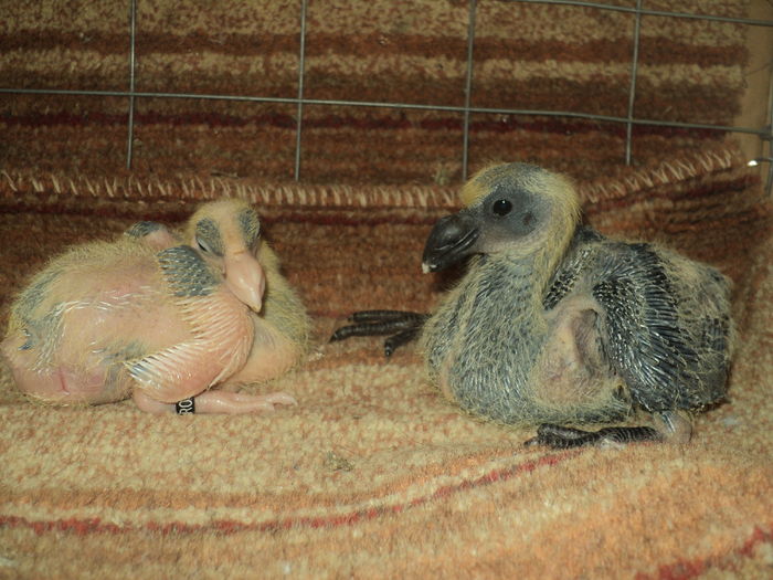  - PUI GIANT HOMER  2016