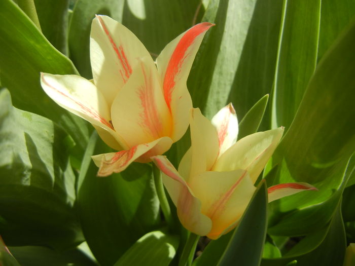 Tulipa Quebec (2016, April 01) - Tulipa Quebec