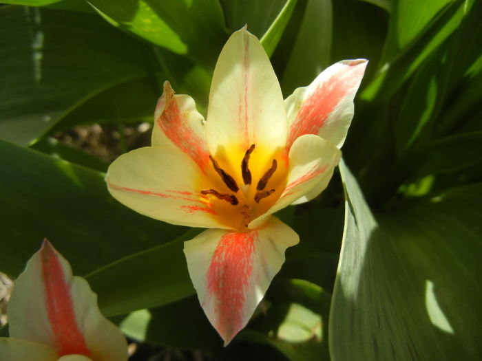 Tulipa Quebec (2016, April 01) - Tulipa Quebec