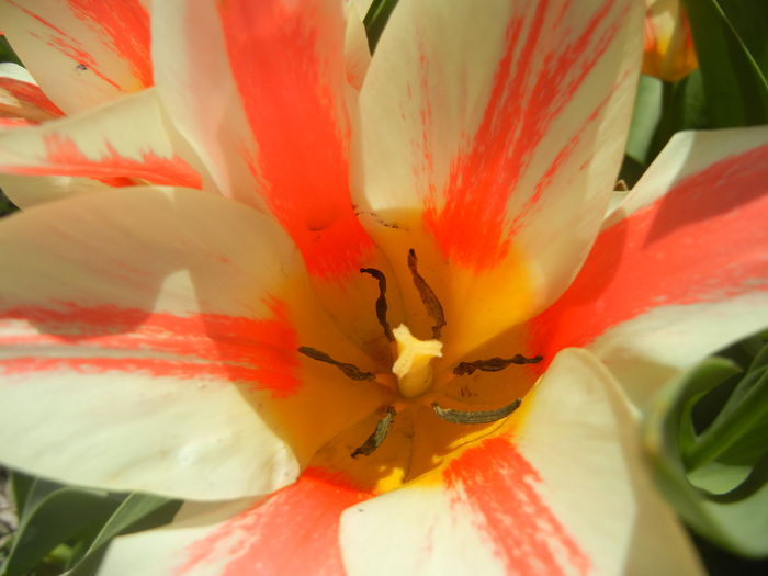 Tulipa Quebec (2016, April 01) - Tulipa Quebec