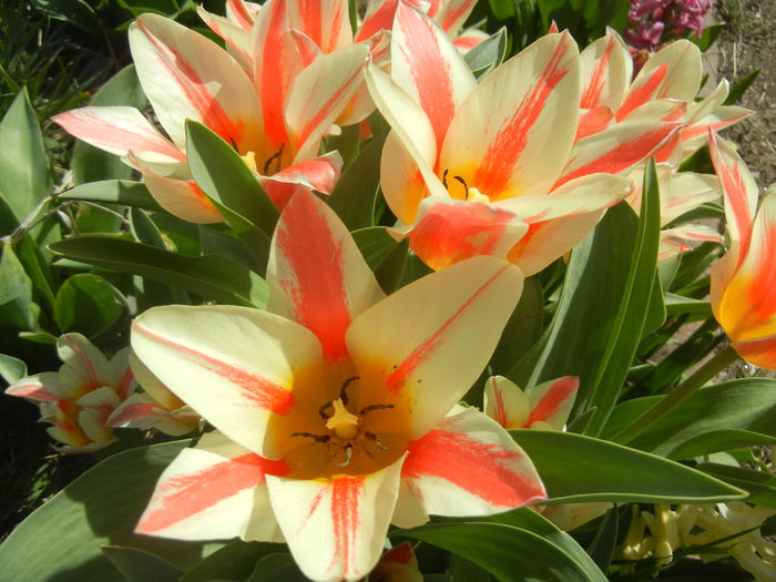Tulipa Quebec (2016, April 01) - Tulipa Quebec