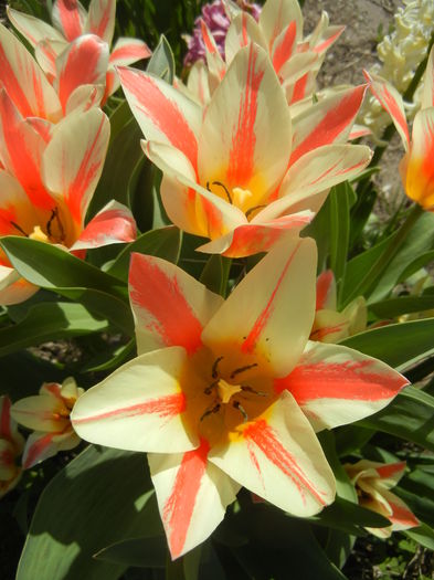 Tulipa Quebec (2016, April 01) - Tulipa Quebec