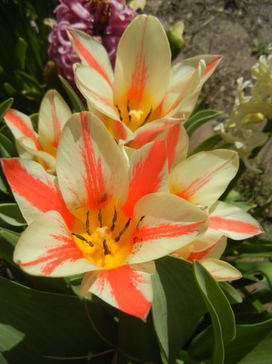 Tulipa Quebec (2016, April 01) - Tulipa Quebec