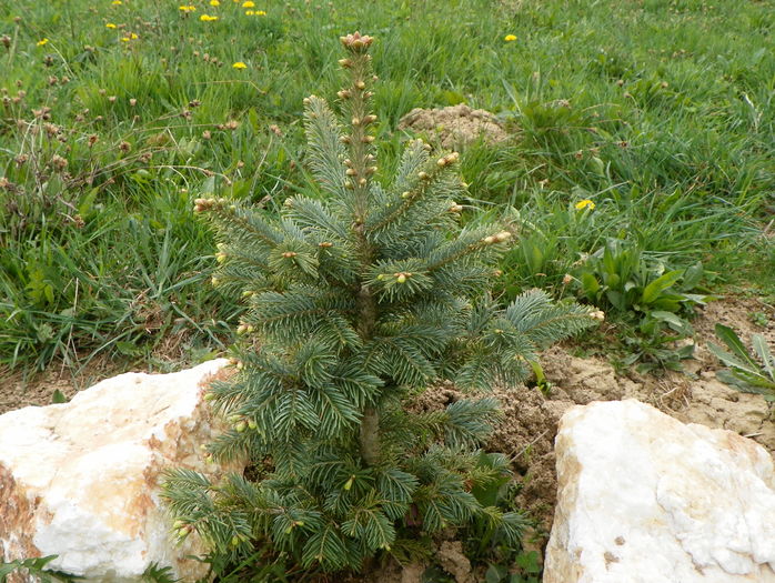 abies lasiocarpa arizonica - z-Dobarland 2016