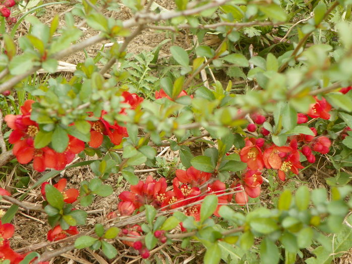 chaenomeles Fire Dance