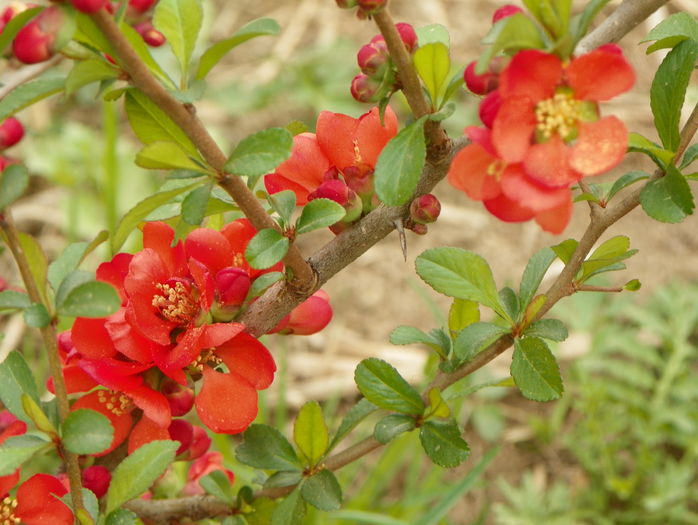 chaenomeles Fire Dance - z-Dobarland 2016