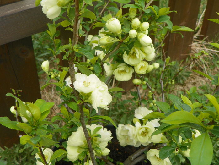 chaenomeles Yukigoten