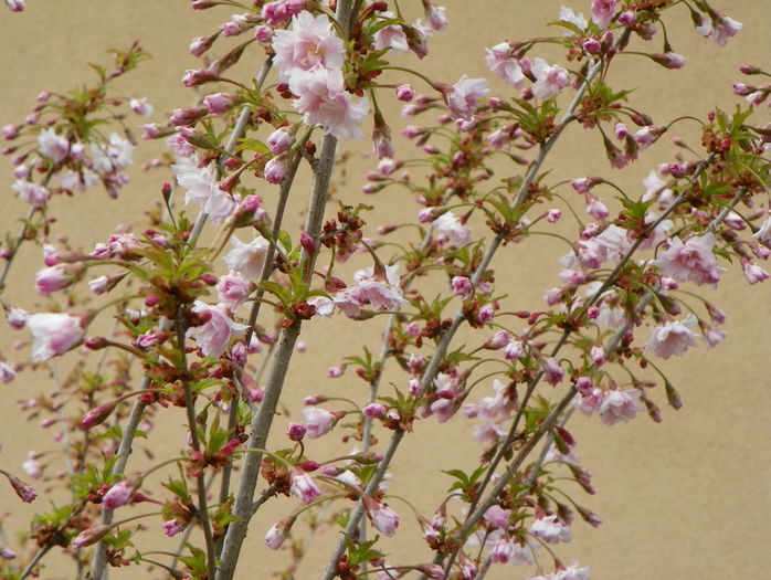 prunus incisa Oshidori - Copacei si arbusti 2016