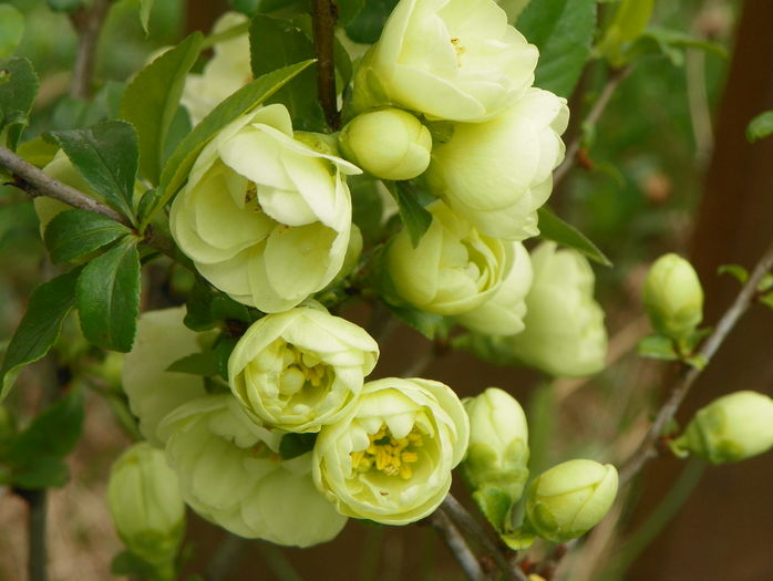 chaenomeles Yukigoten