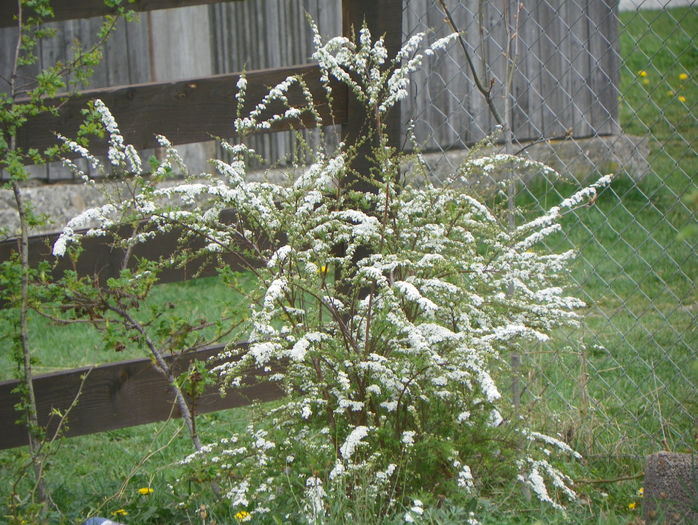 spiraea Grefsheim