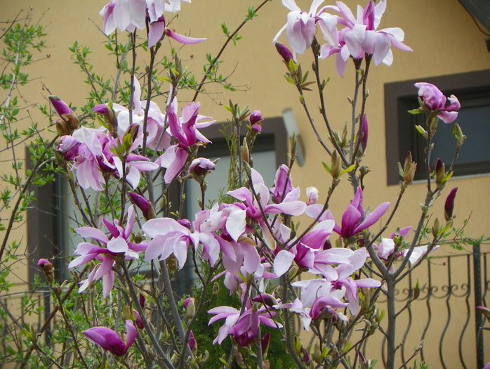 magnolia Susan