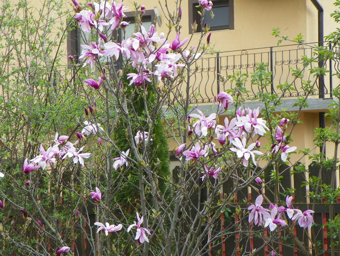 magnolia Susan