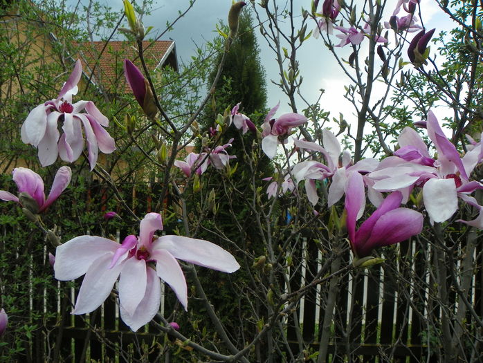 magnolia Susan - Copacei si arbusti 2016