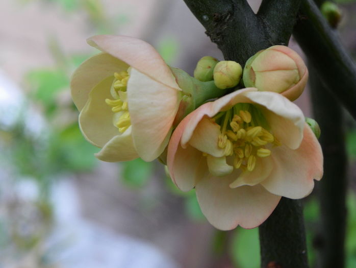 chaenomeles Cameo - Copacei si arbusti 2016
