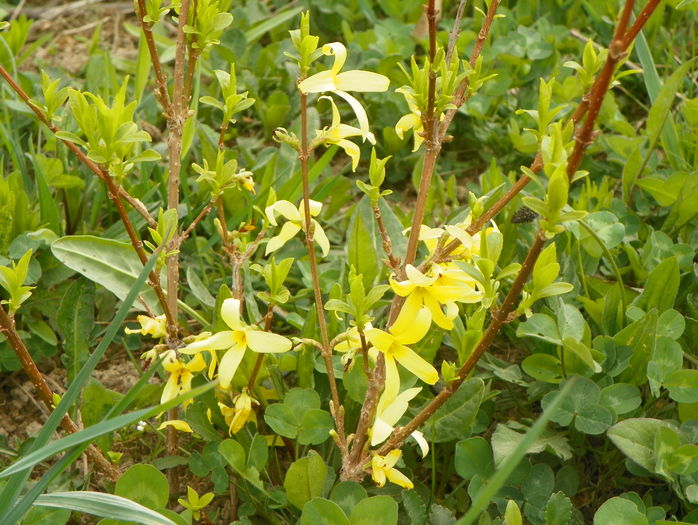 forsythia Lemon Supreme