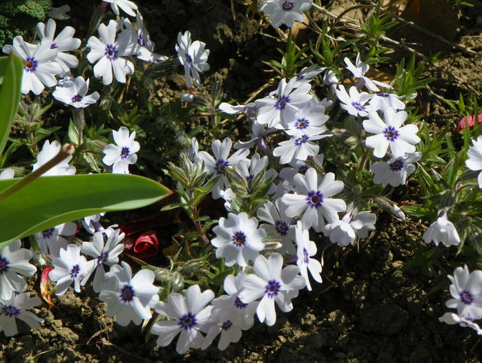 Bavaria - Phlox 2016