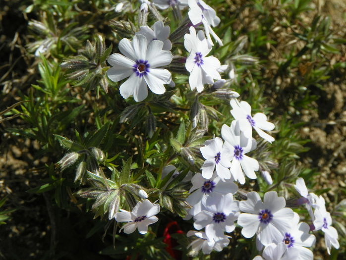 Bavaria - Phlox 2016